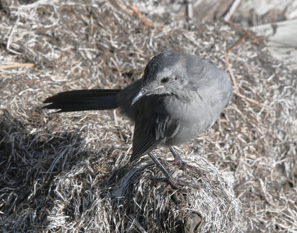 kattespottefugl - ML643527388