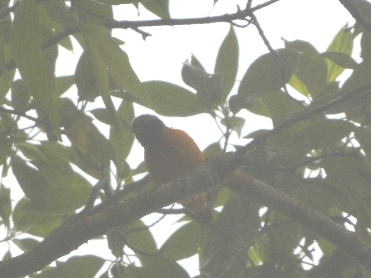 Elegant Euphonia - ML643527392