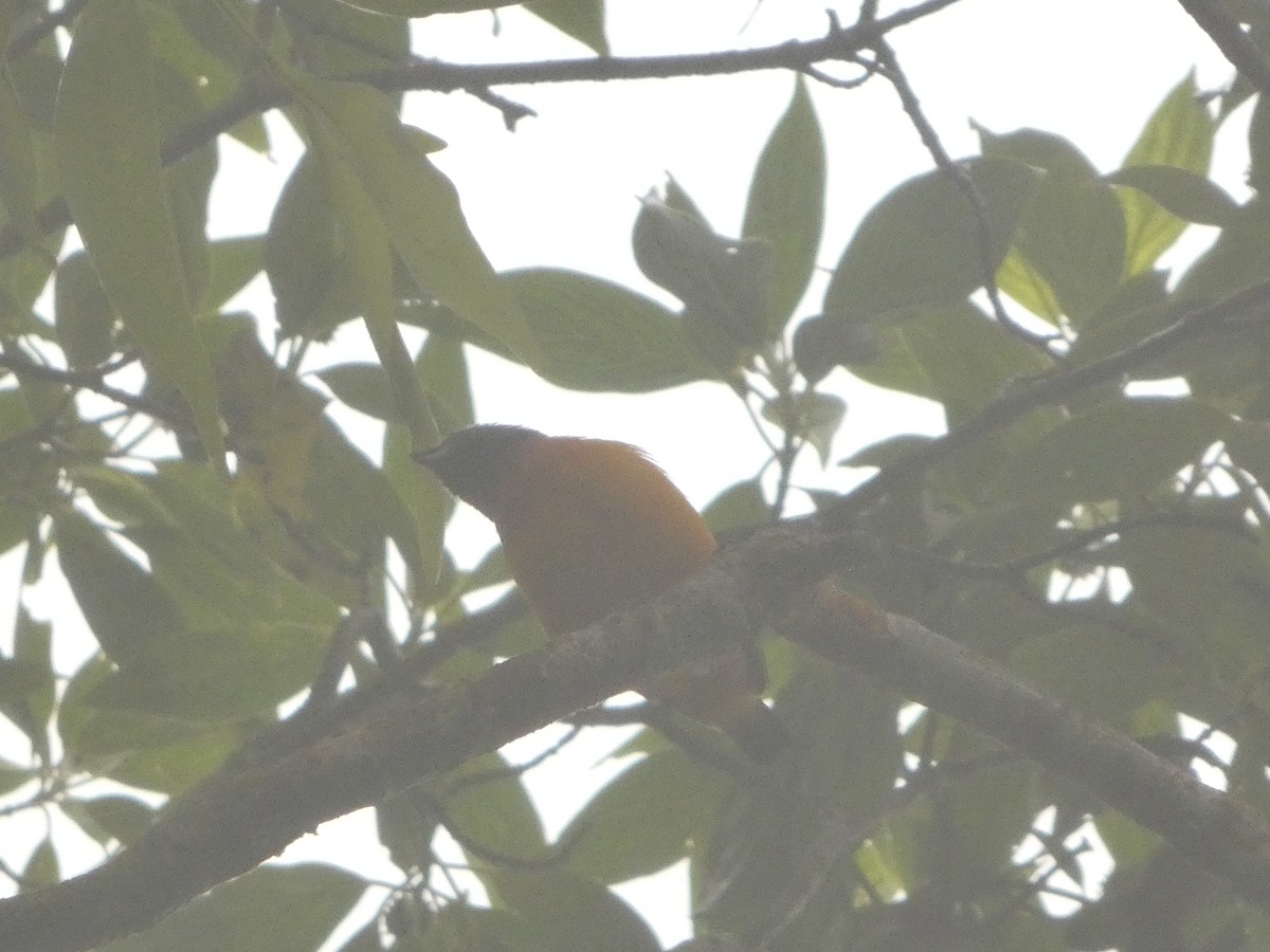 Elegant Euphonia - ML643527393