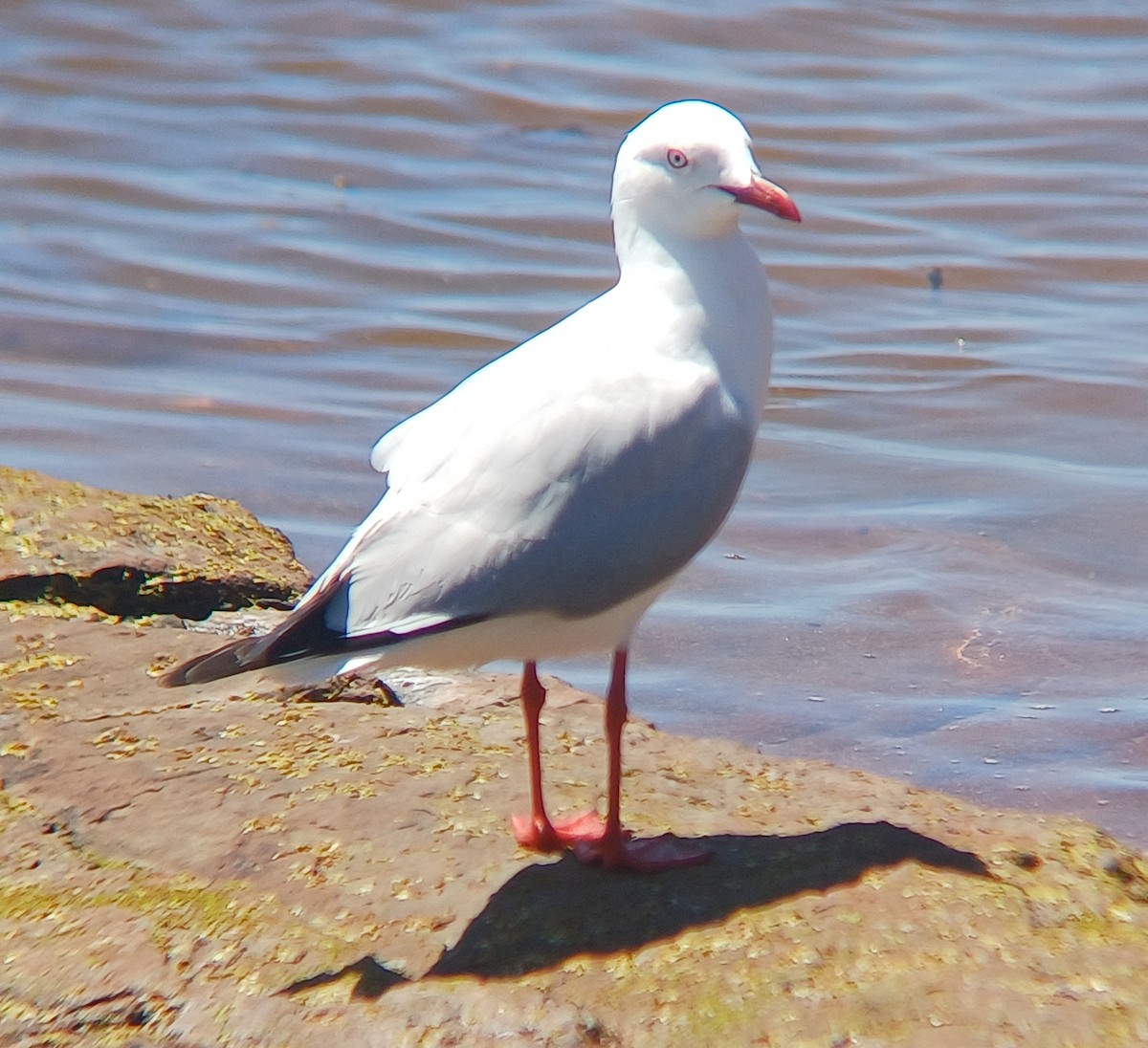 Mouette argentée - ML643527395