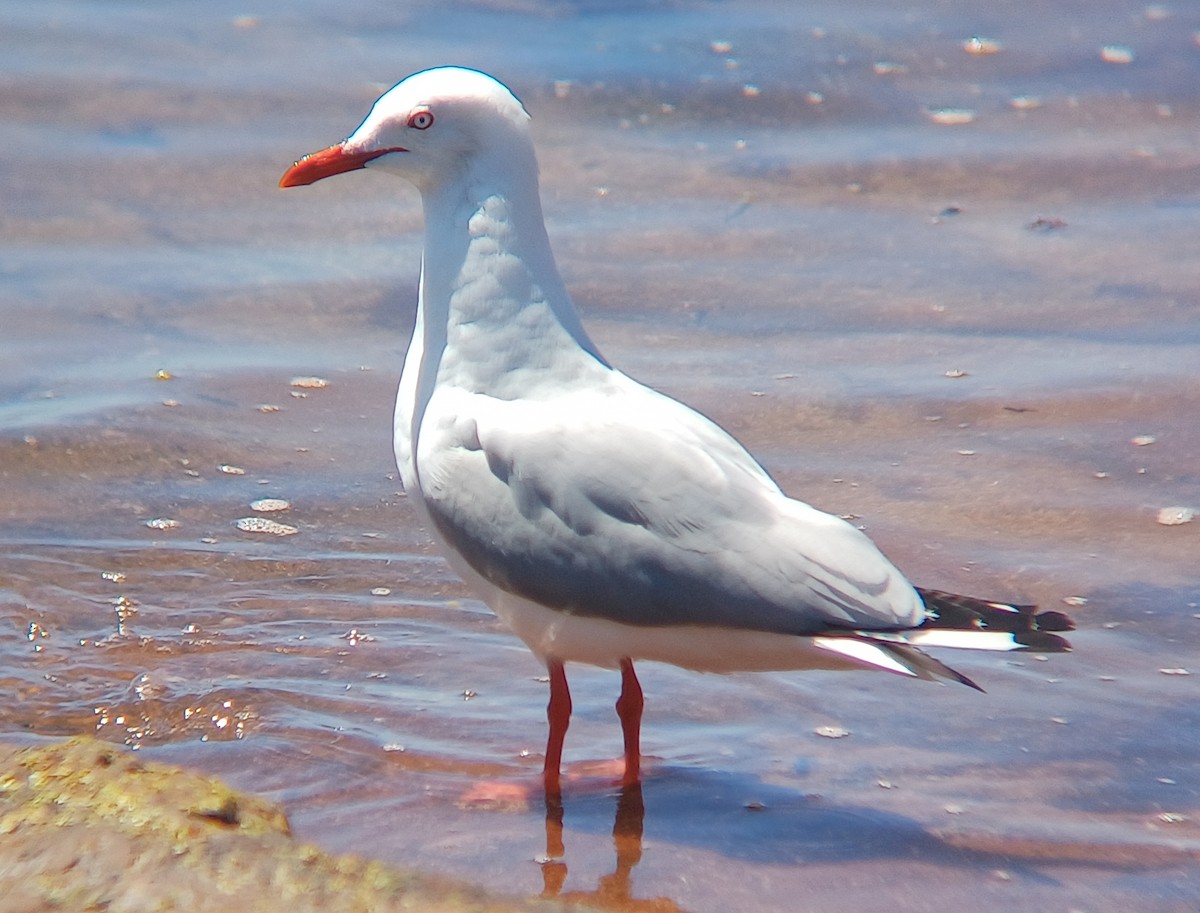 Mouette argentée - ML643527396