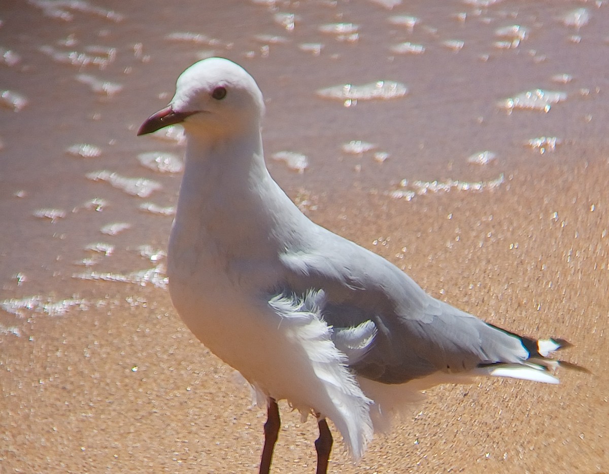 Mouette argentée - ML643527397