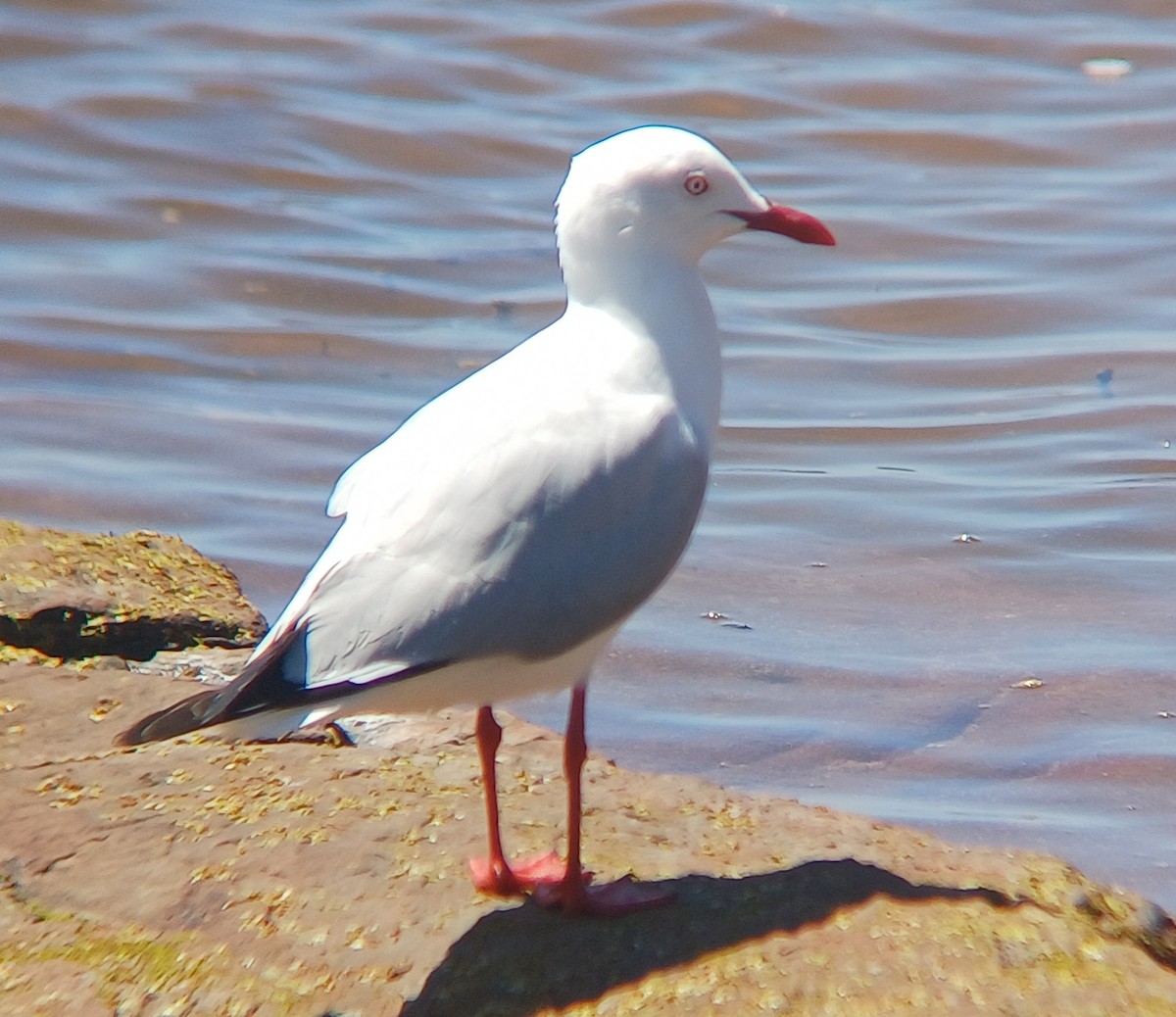 Mouette argentée - ML643527398