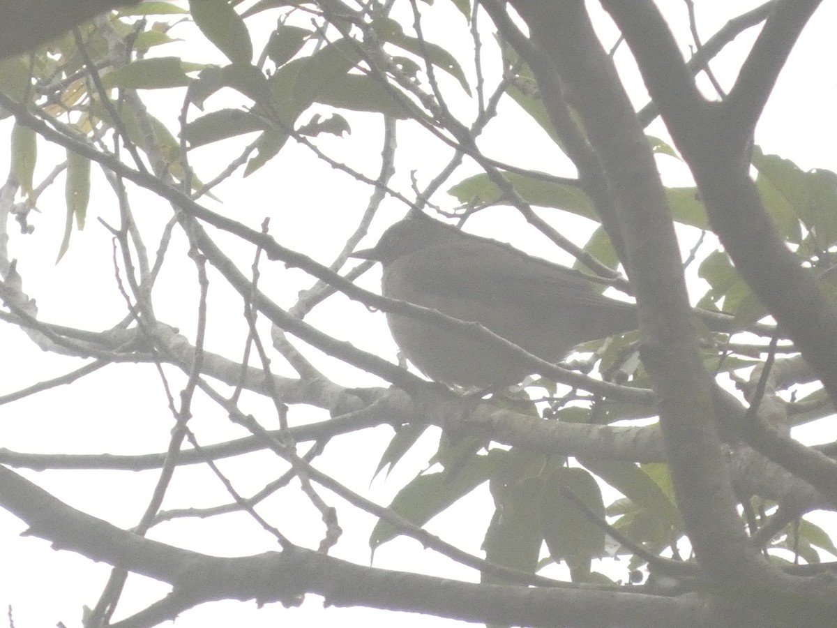 White-throated Thrush - ML643527399