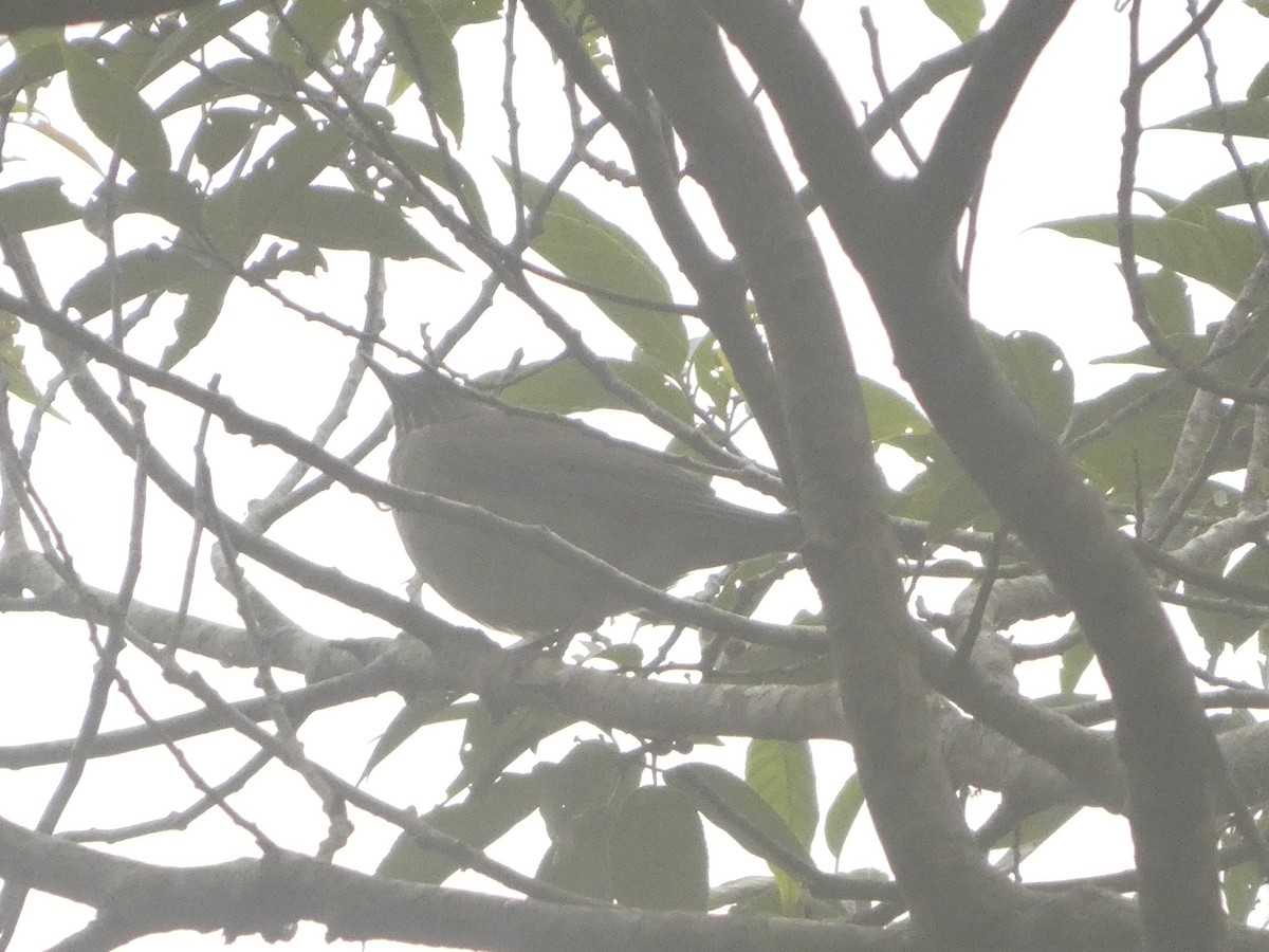 White-throated Thrush - ML643527400