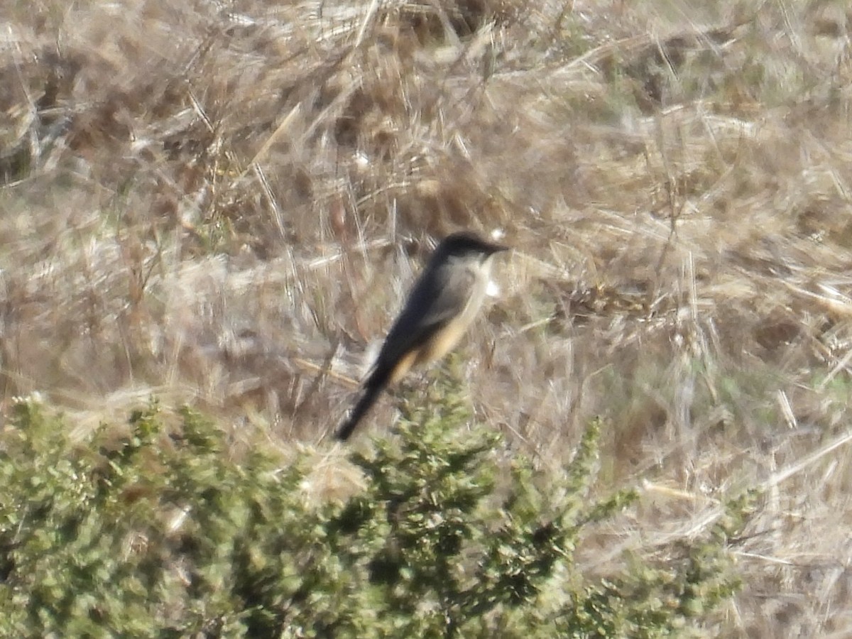 Say's Phoebe - ML643527401