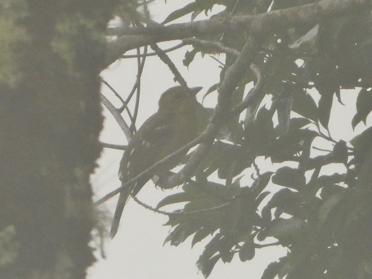 Flame-colored Tanager - ML643527407