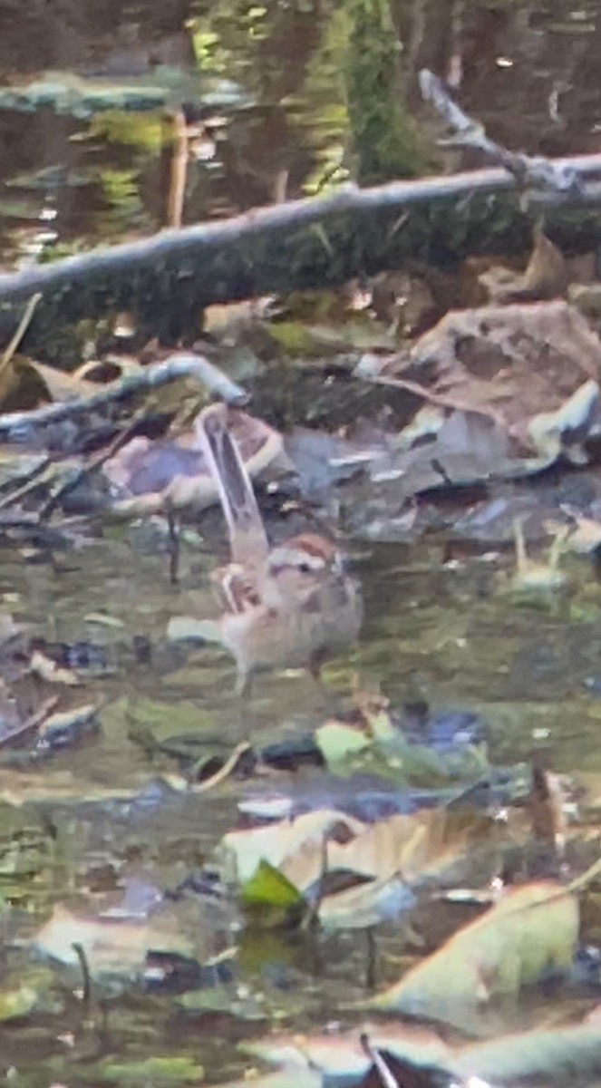 American Tree Sparrow - ML643527411