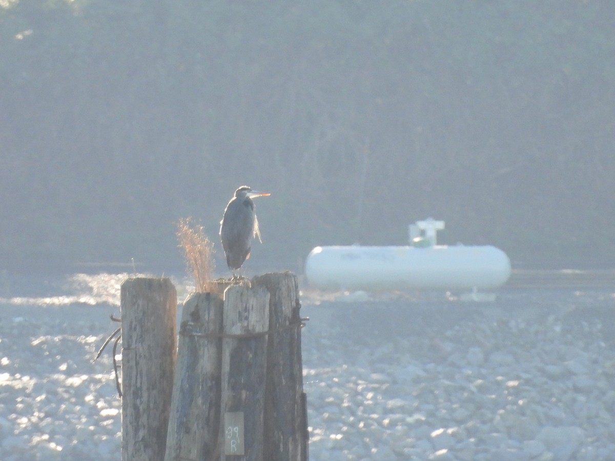 Great Blue Heron - ML643527417