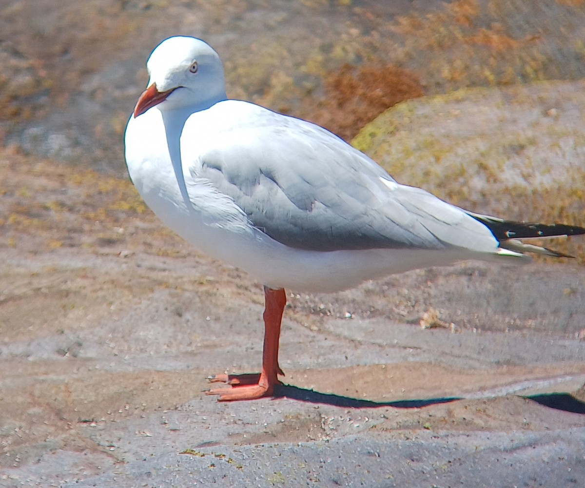 Mouette argentée - ML643527418