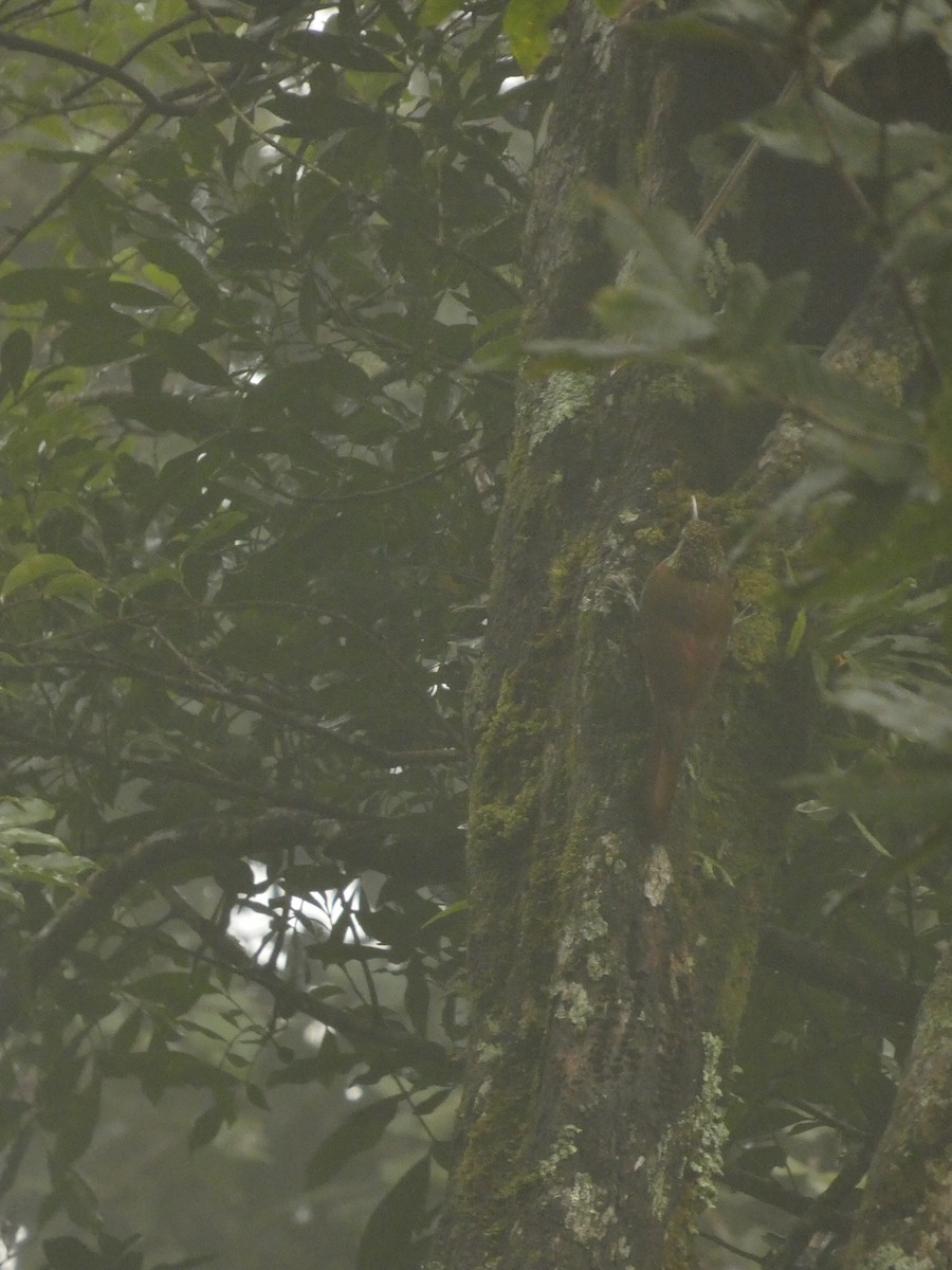 Spot-crowned Woodcreeper - ML643527424