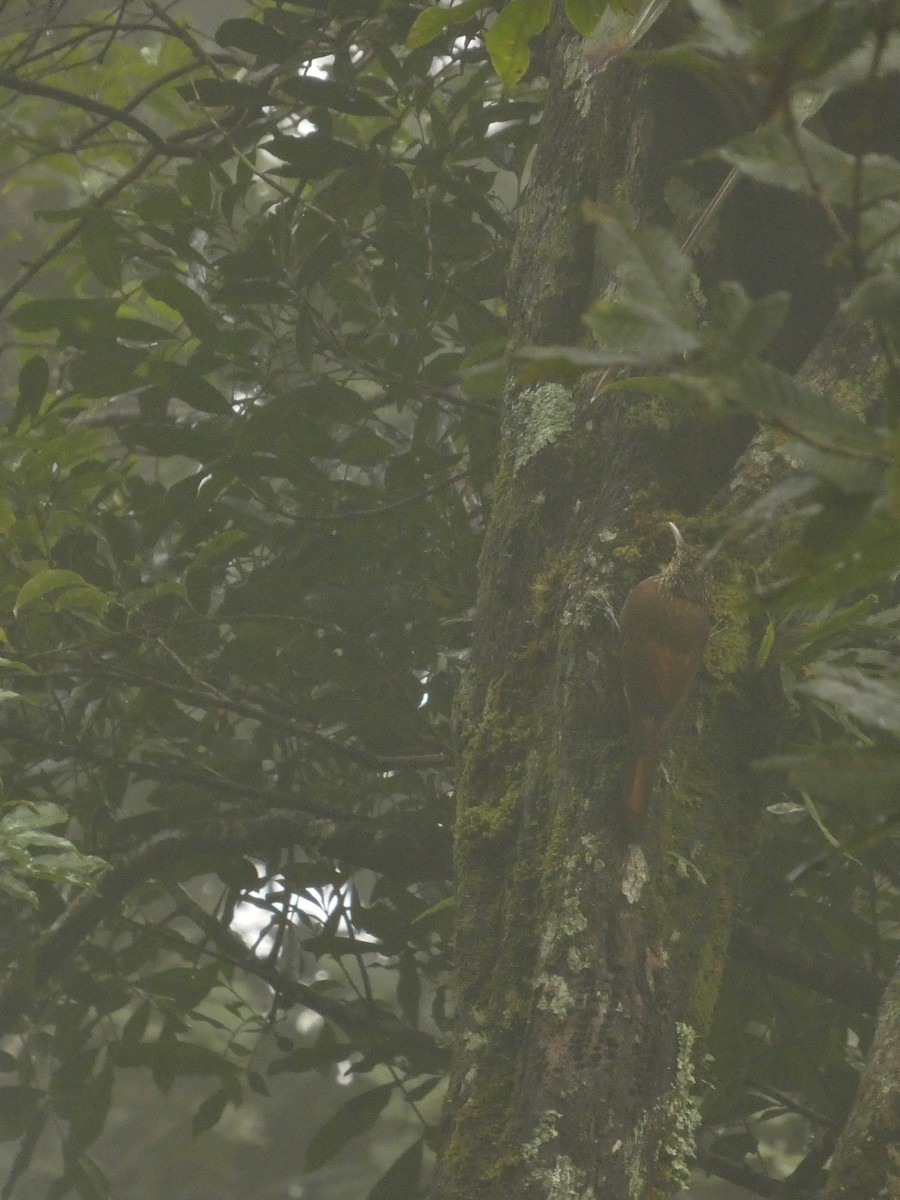 Spot-crowned Woodcreeper - ML643527426