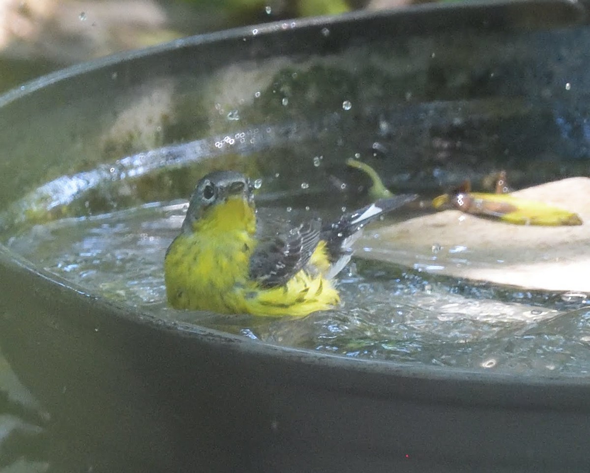 Магнолиевая древесница - ML643527432