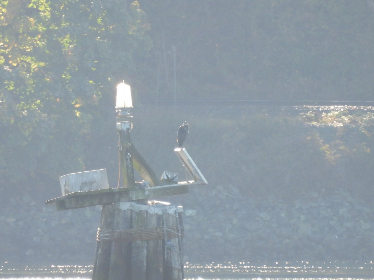 Great Blue Heron - ML643527434