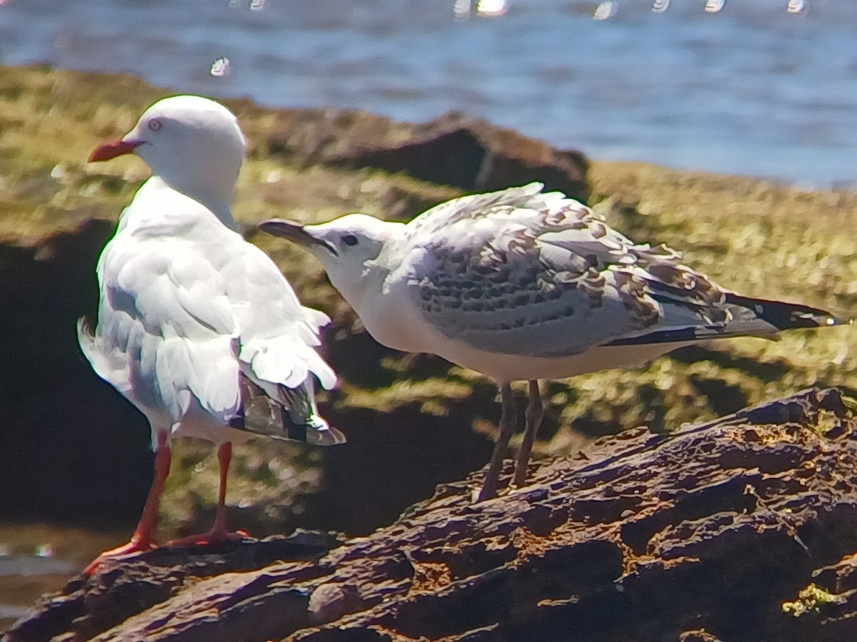 Mouette argentée - ML643527435