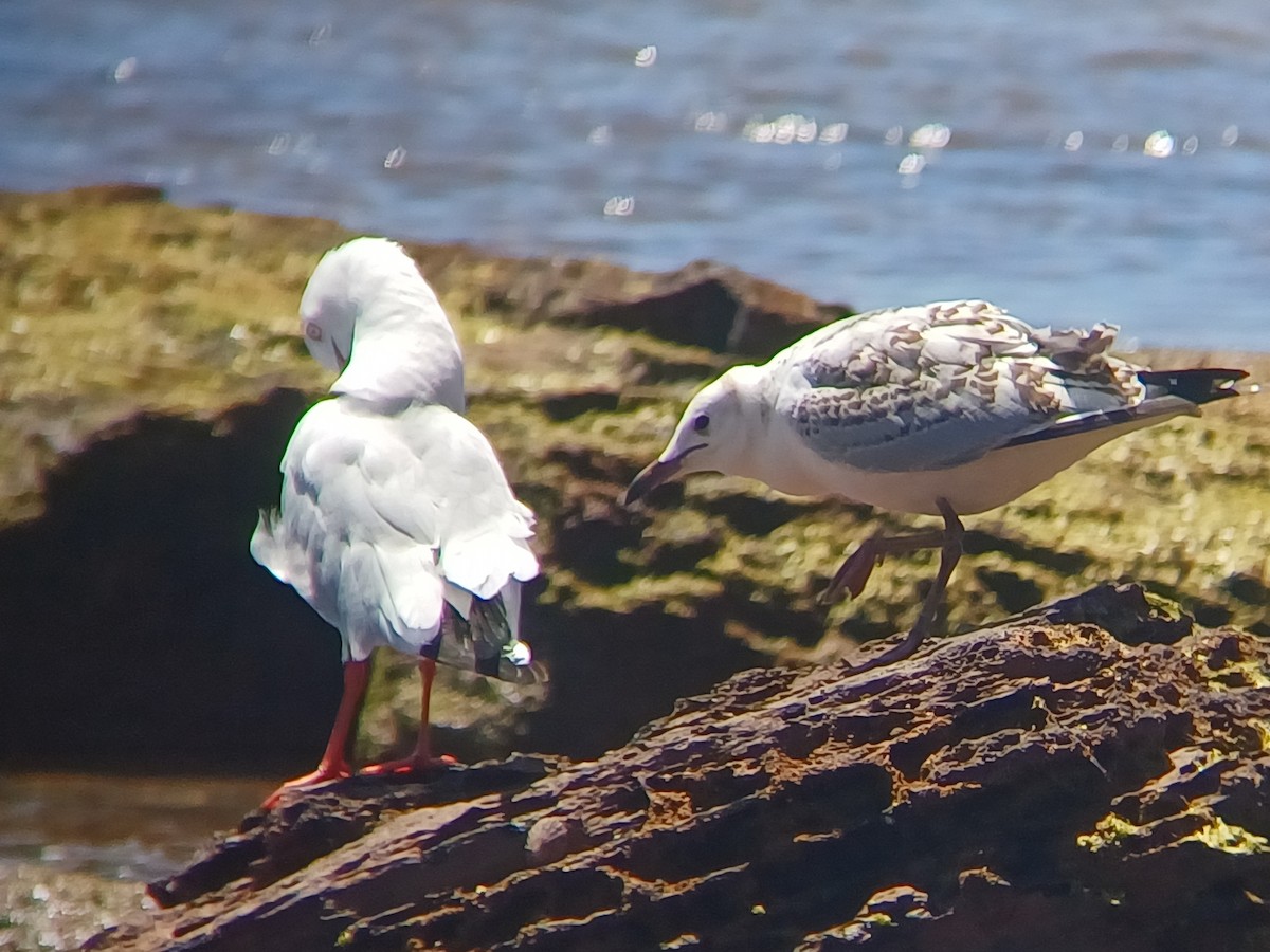 Mouette argentée - ML643527436