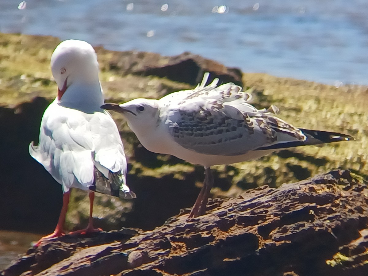 Mouette argentée - ML643527437
