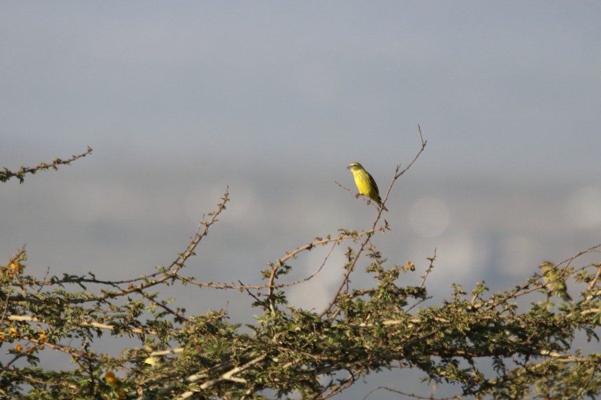 African Citril - ML643527439