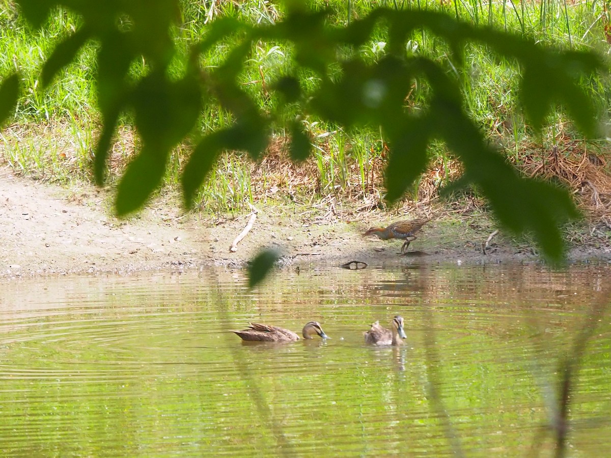 Buff-banded Rail - ML643527445