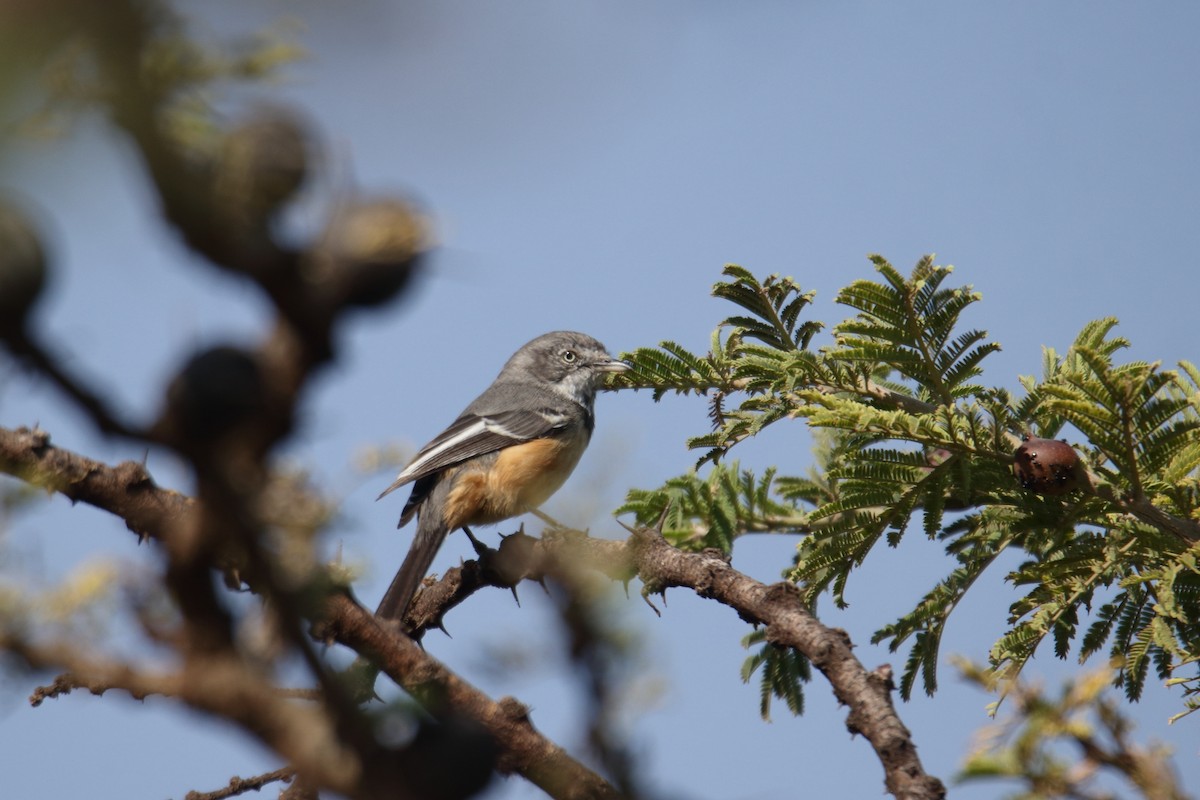 Banded Parisoma - ML643527463