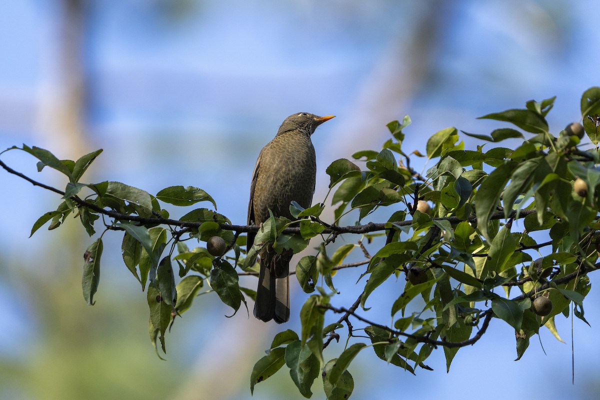 Gray-winged Blackbird - ML643527464