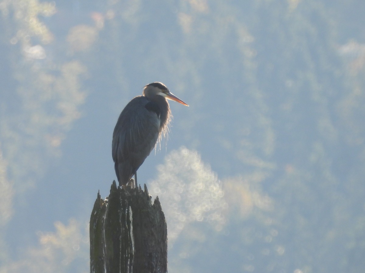 Great Blue Heron - ML643527465