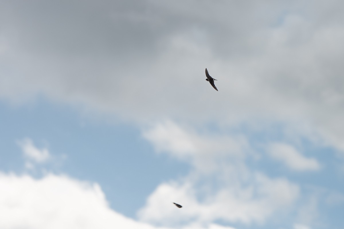 Violet-green Swallow - ML643527467