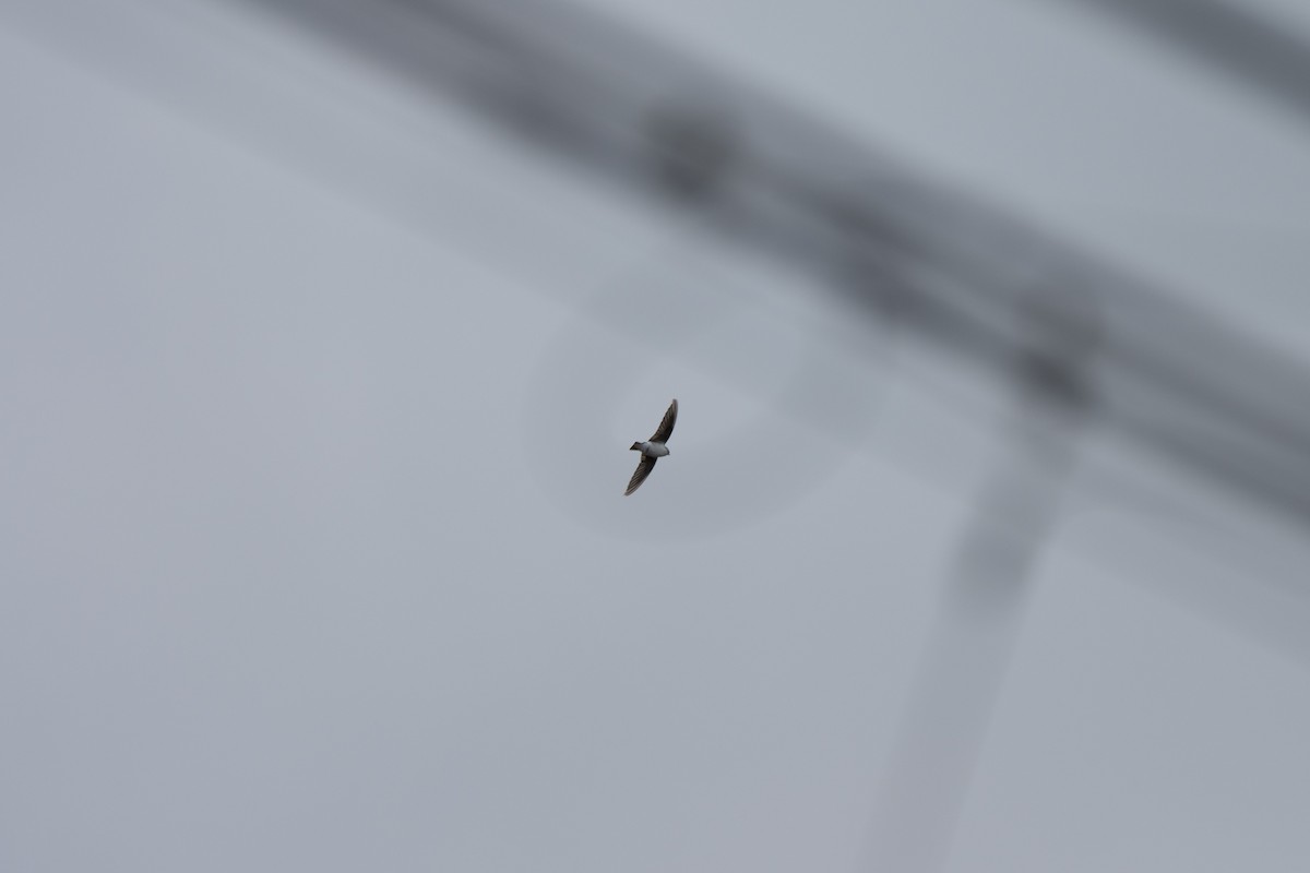 Violet-green Swallow - ML643527468