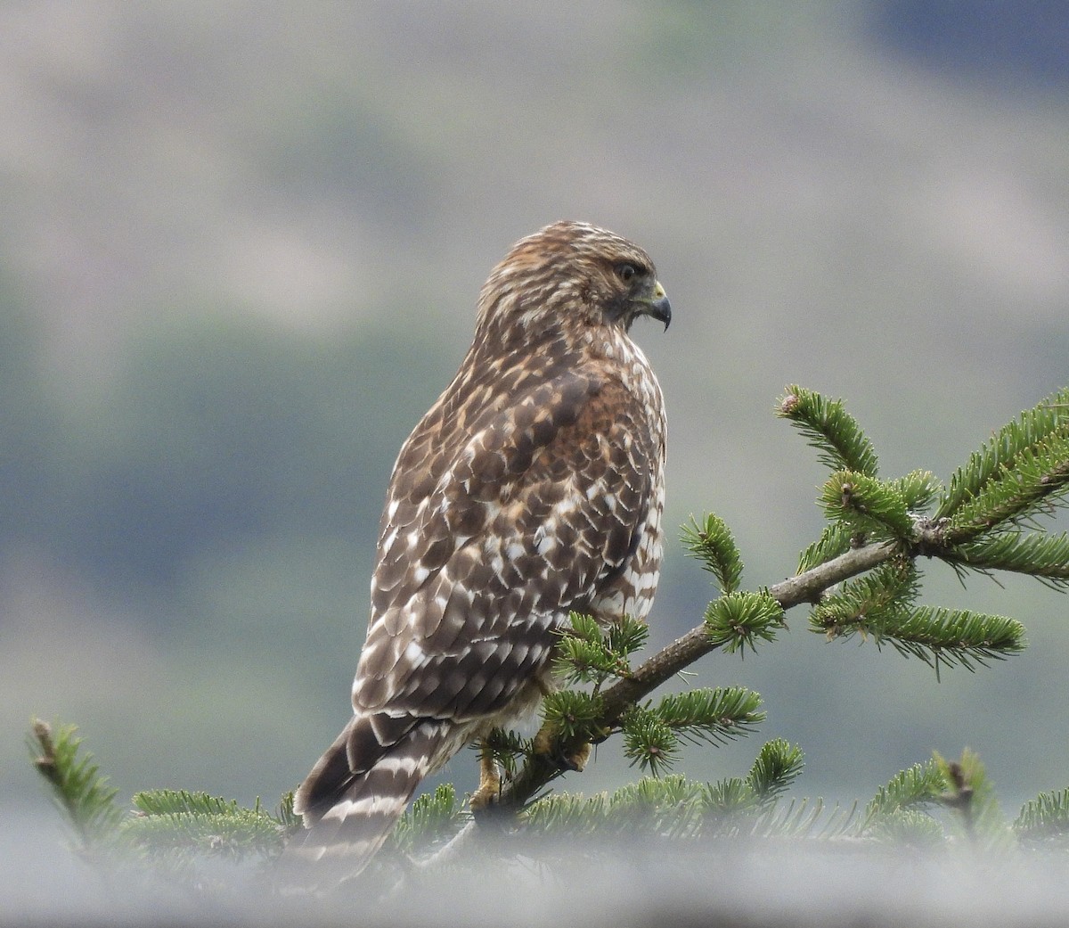 Red-shouldered Hawk - ML643527490