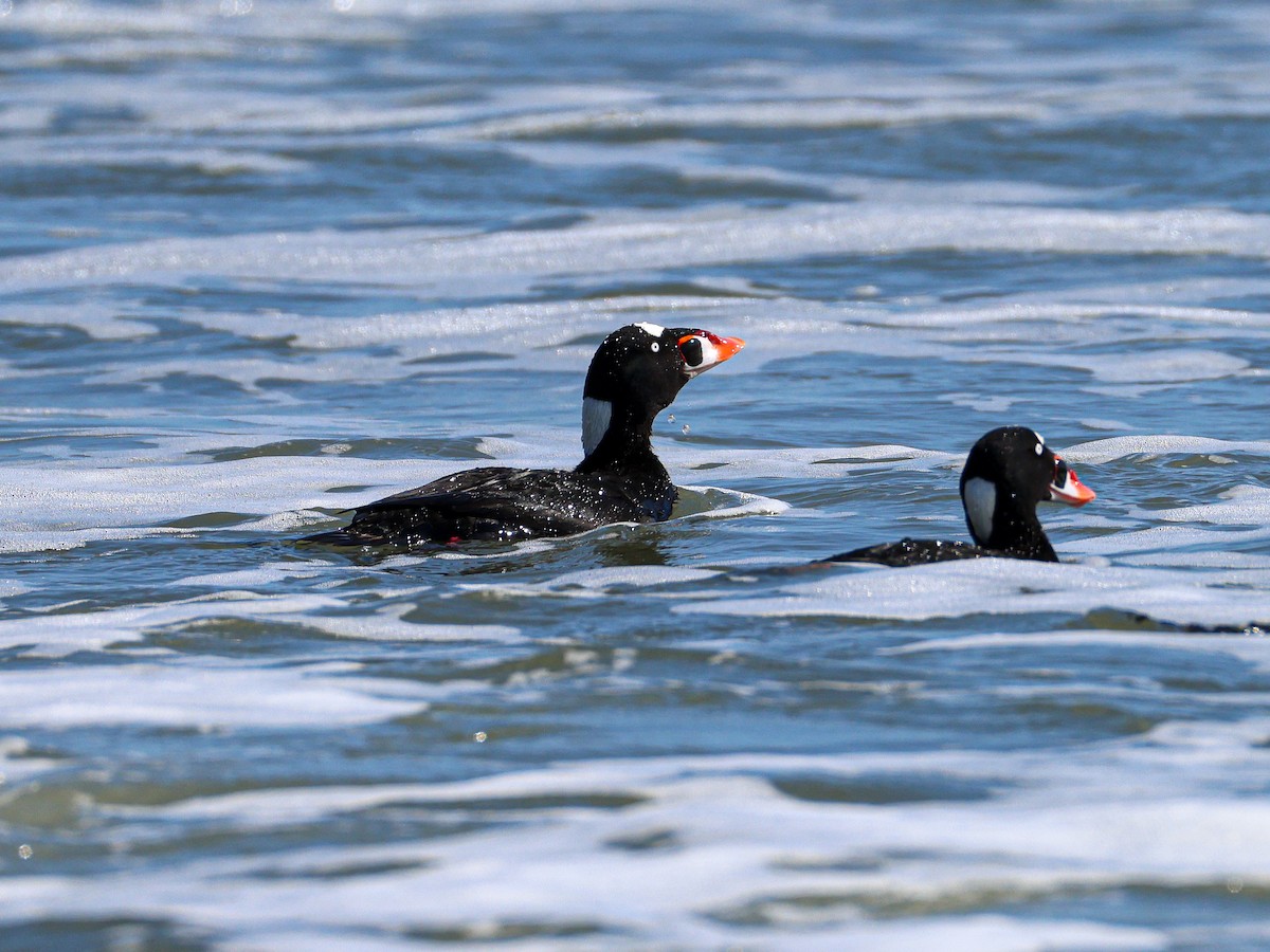 Surf Scoter - ML643527530