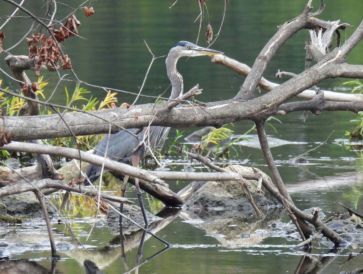 Great Blue Heron - ML643527545