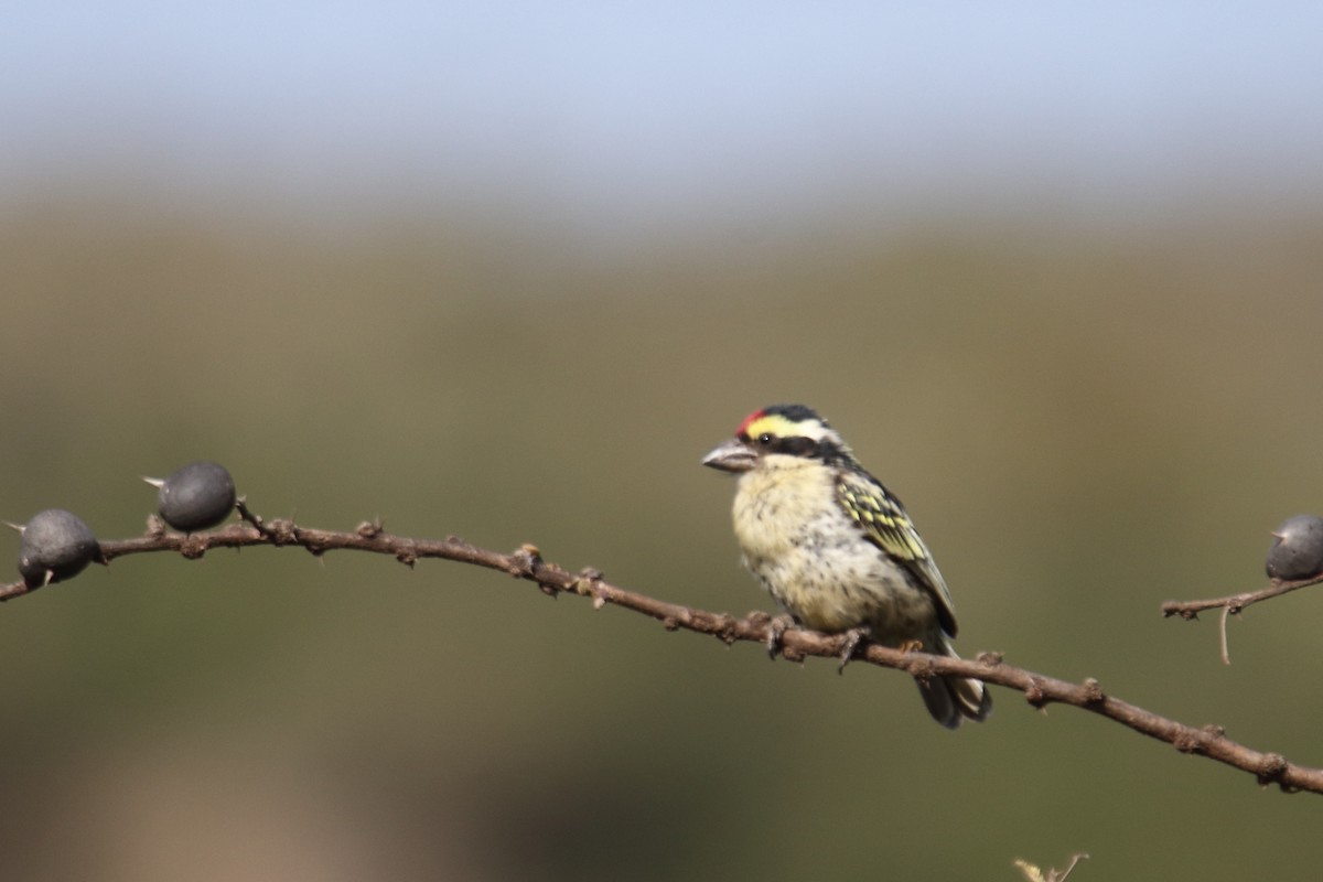 Barbudo Diademado - ML643527546