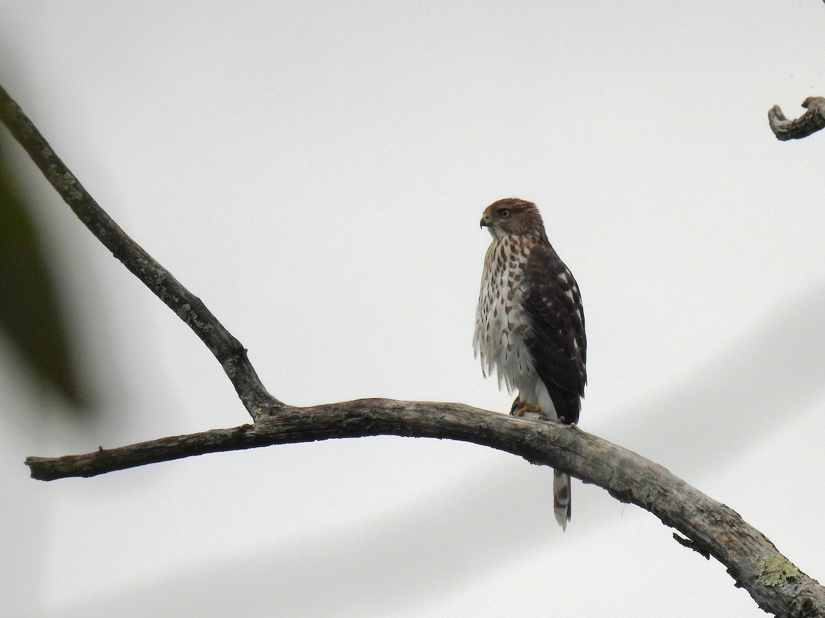 Cooper's Hawk - ML643527549