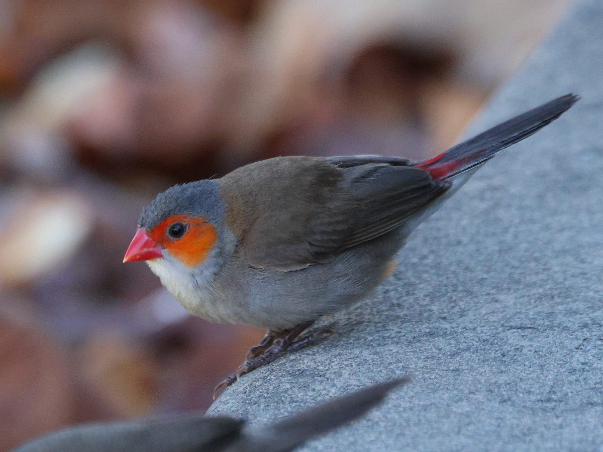 Astrild à joues orange - ML643527550