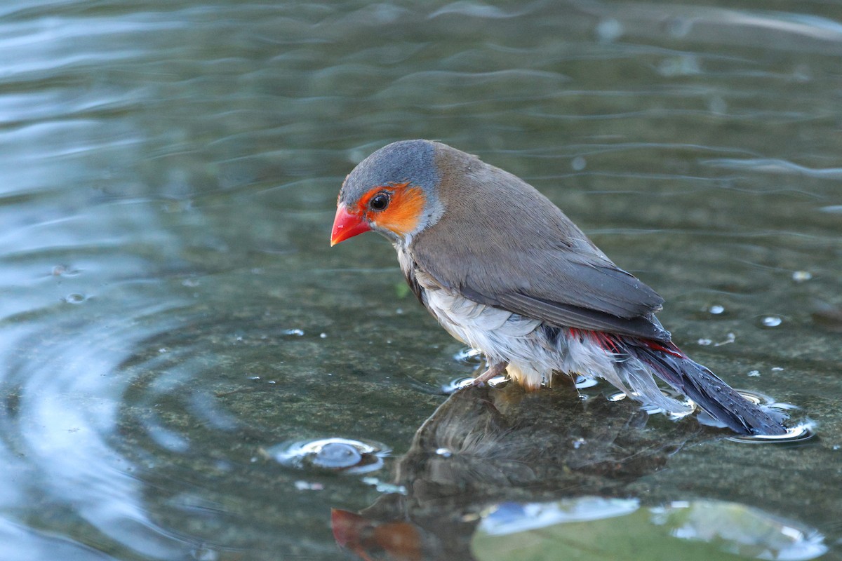 Astrild à joues orange - ML643527552