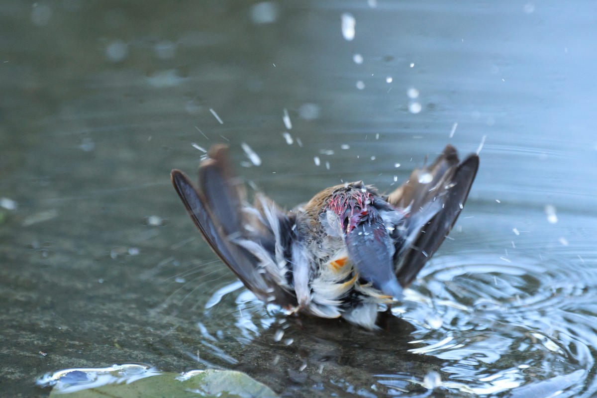 Astrild à joues orange - ML643527553