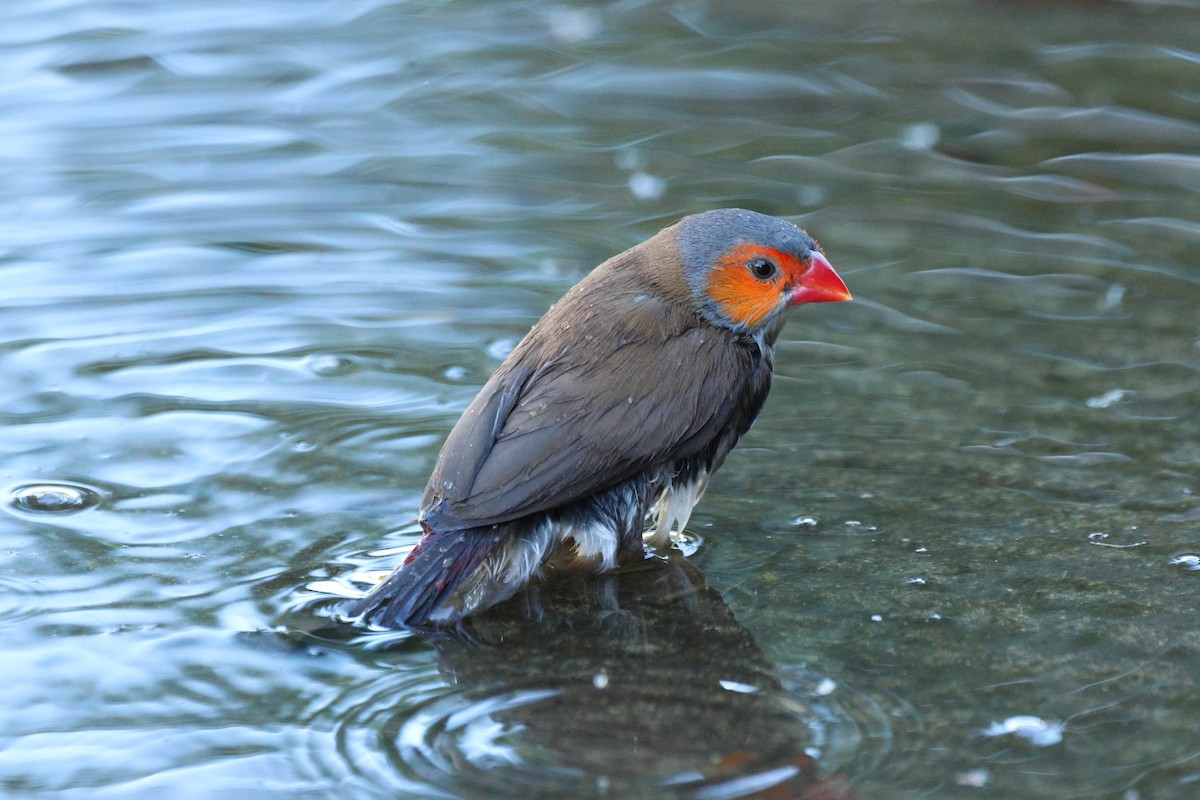 Astrild à joues orange - ML643527554
