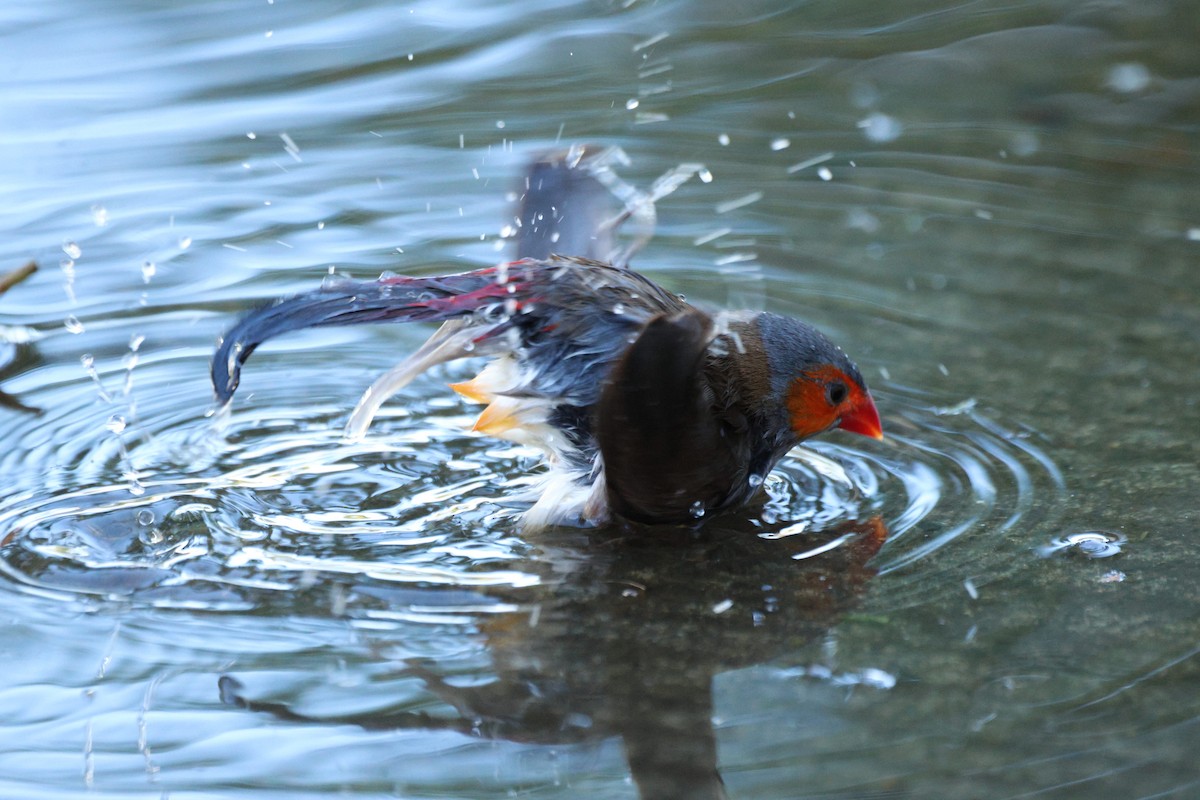 Astrild à joues orange - ML643527555