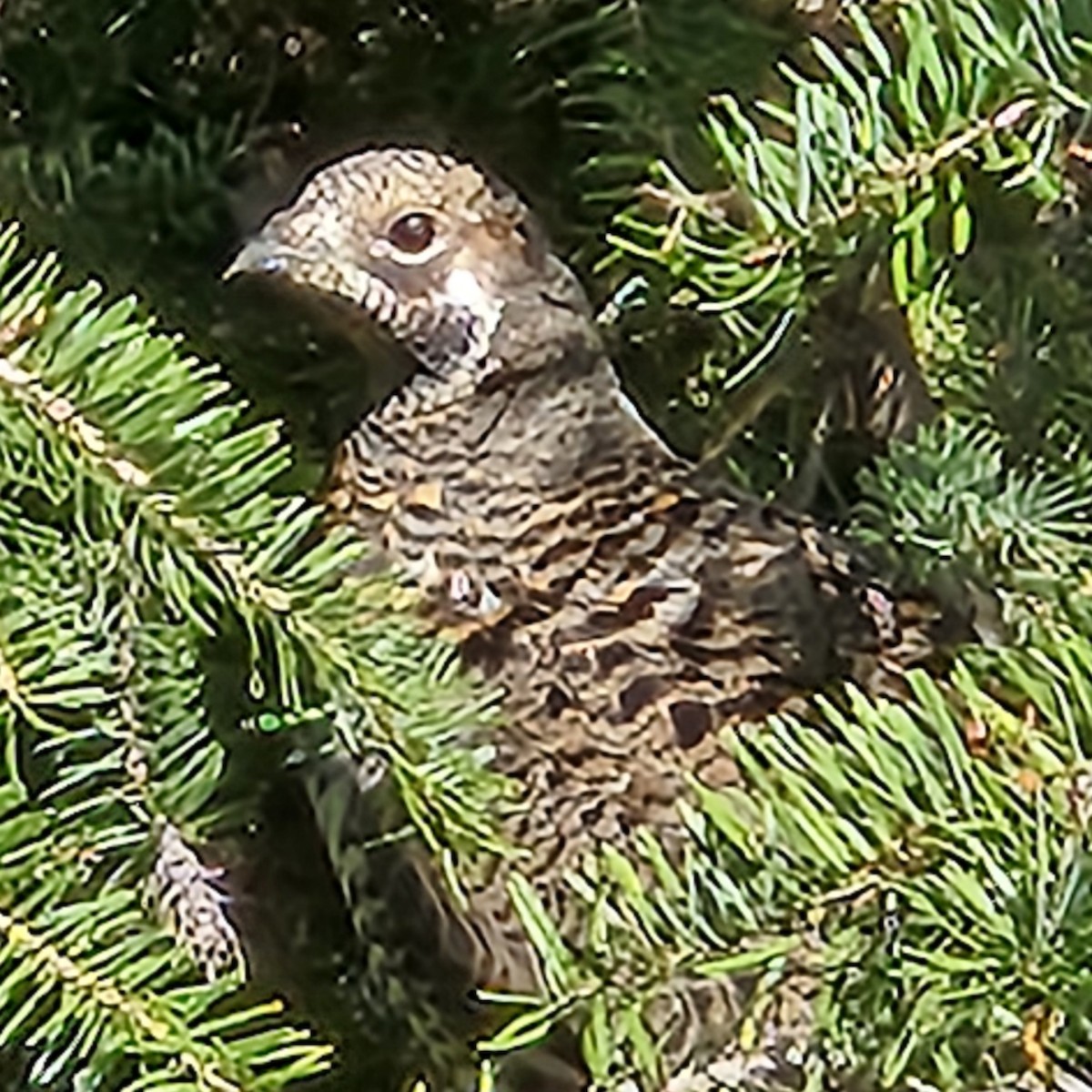 Spruce Grouse - ML643527570