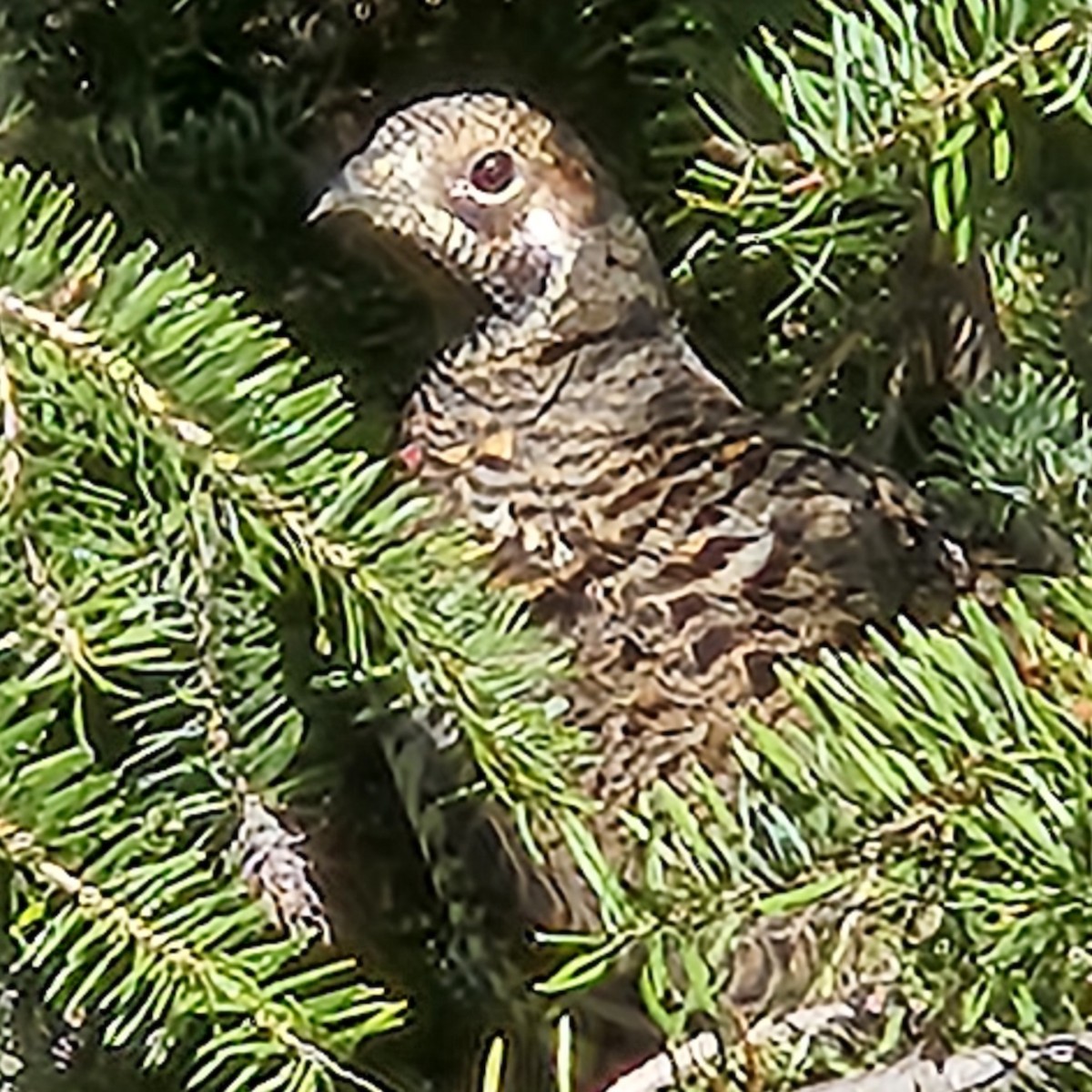 Spruce Grouse - ML643527571