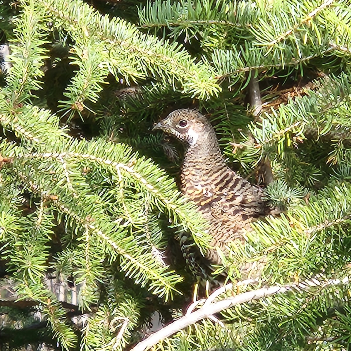 Spruce Grouse - ML643527572
