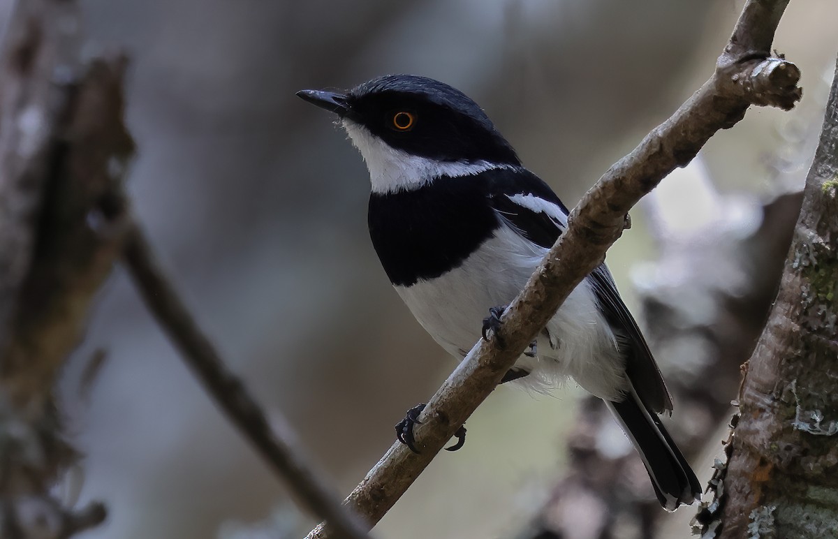 Malawi Batis - ML643527573