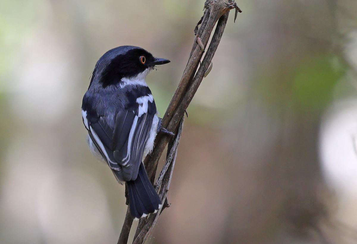 Malawi Batis - ML643527576