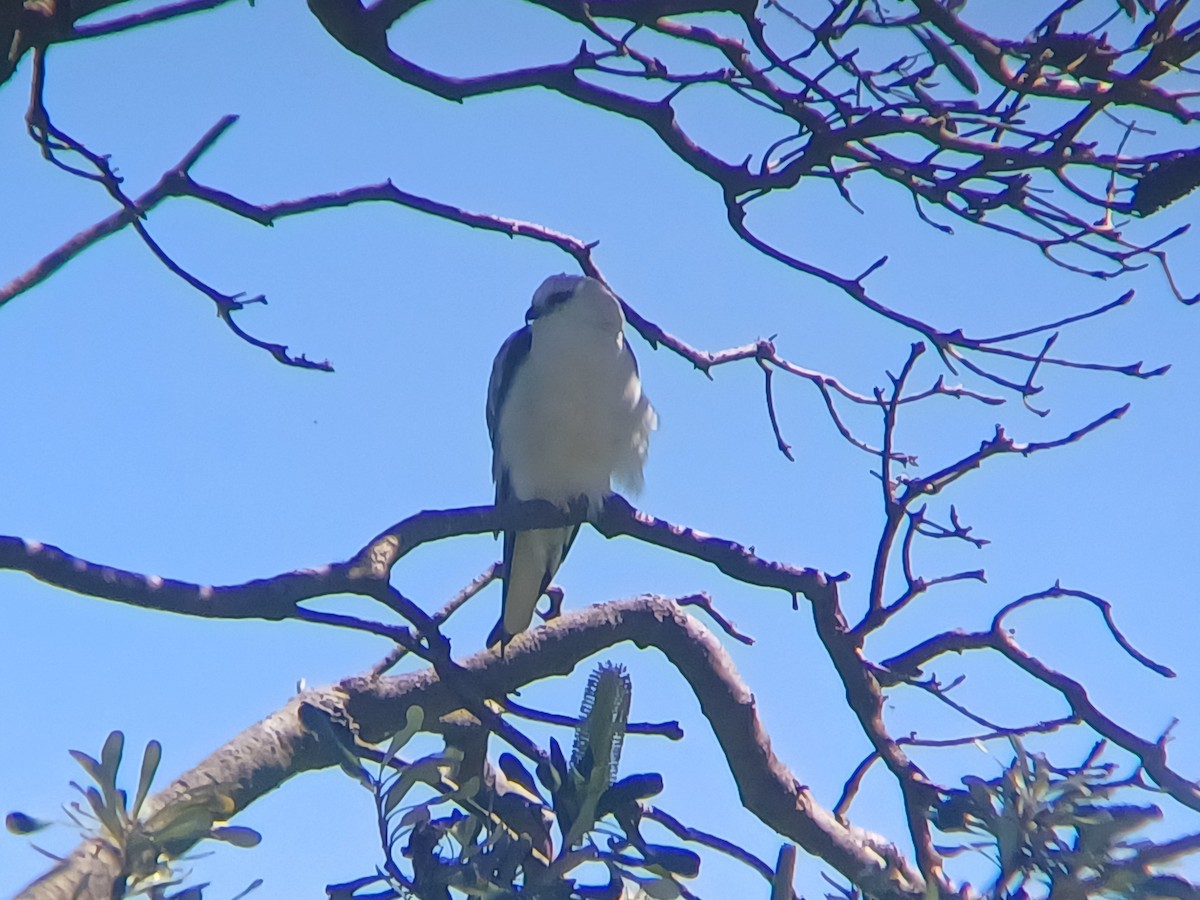 Black-shouldered Kite - ML643527582