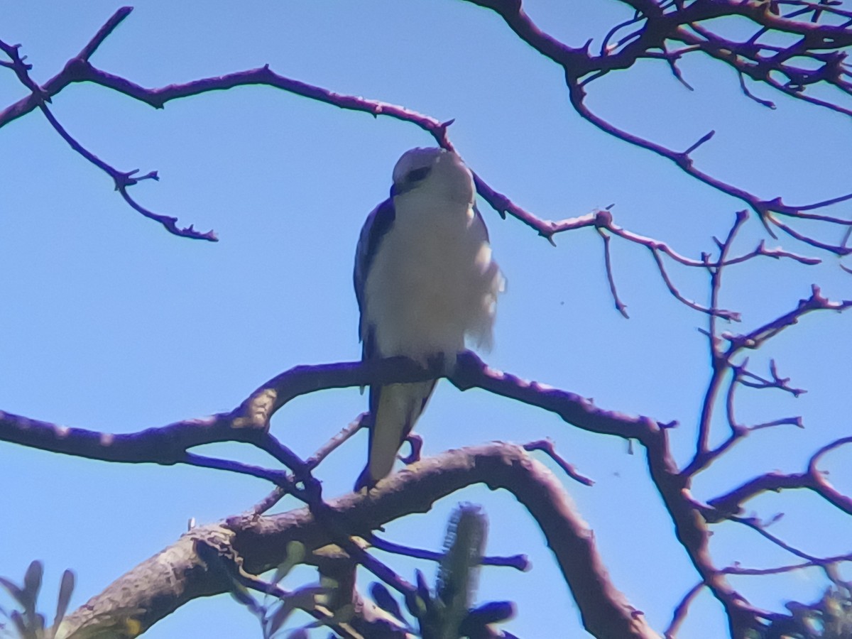 Black-shouldered Kite - ML643527583
