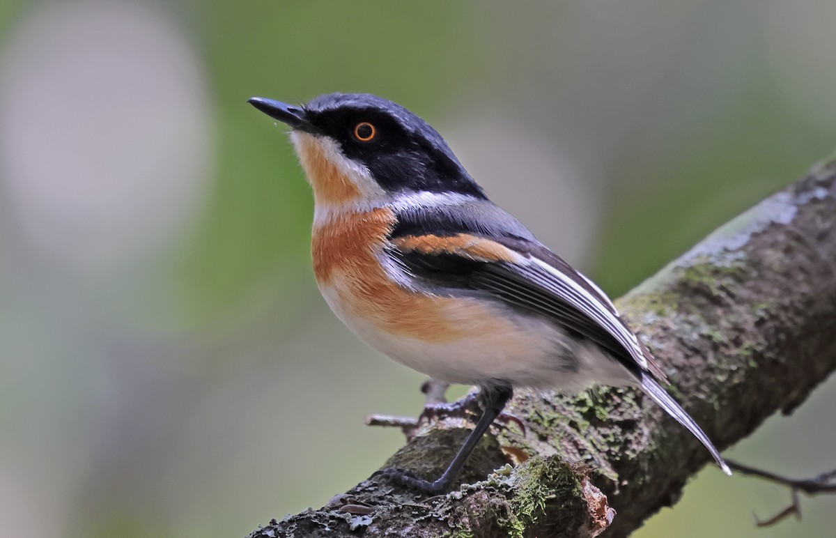 Malawi Batis - ML643527584