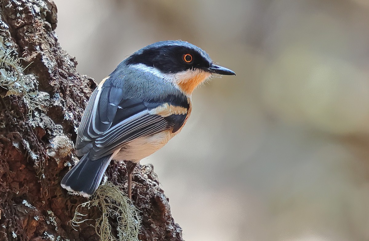 Malawi Batis - ML643527586