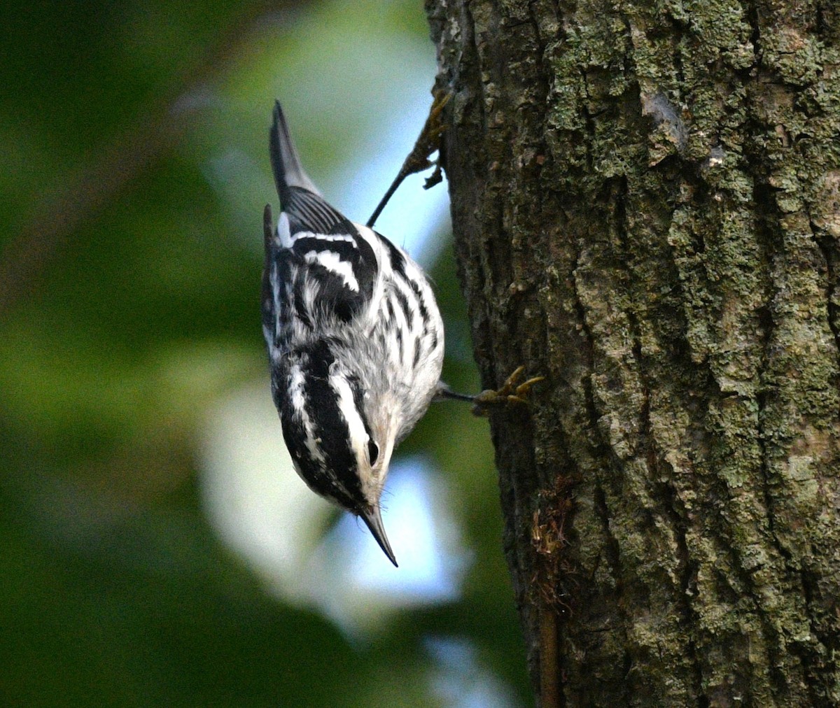 Black-and-white Warbler - ML643527632