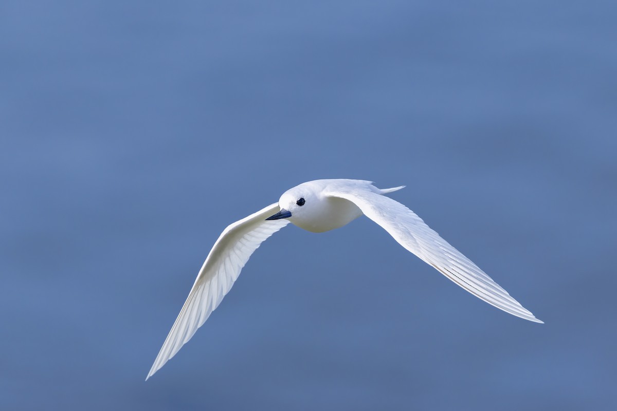 White Tern - ML643527633