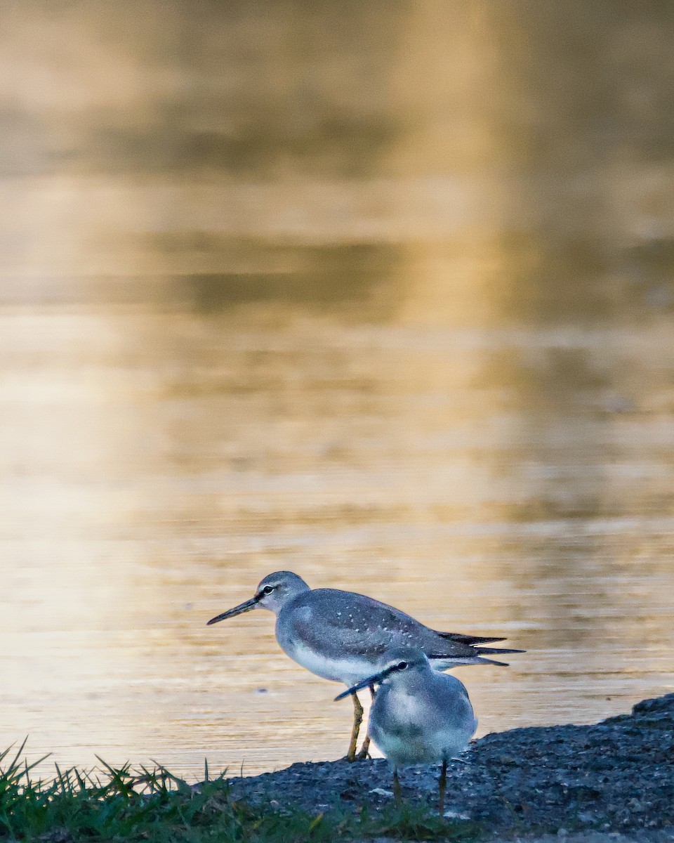 Gray-tailed Tattler - ML643527636